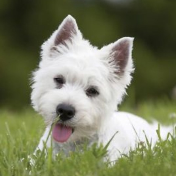 Profile Picture of Orlanda Ye (@imgiano) on Poshmark