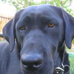 Profile Picture of Toby Rogers (@utobian) on Instagram