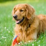 Em Frederick - Instagram Profile Picture of Em Frederick (@goldenretrievercorner) on Instagram