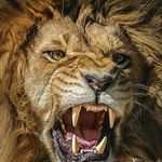 Profile Picture of craig vowles (@craigvowles99) on Instagram