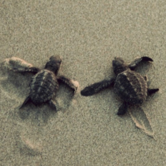 Profile Picture of Lily Syphers (@lilysyphers) on Poshmark