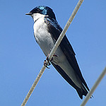 Profile Picture of G_calumet (@g_calumet) on Flickr