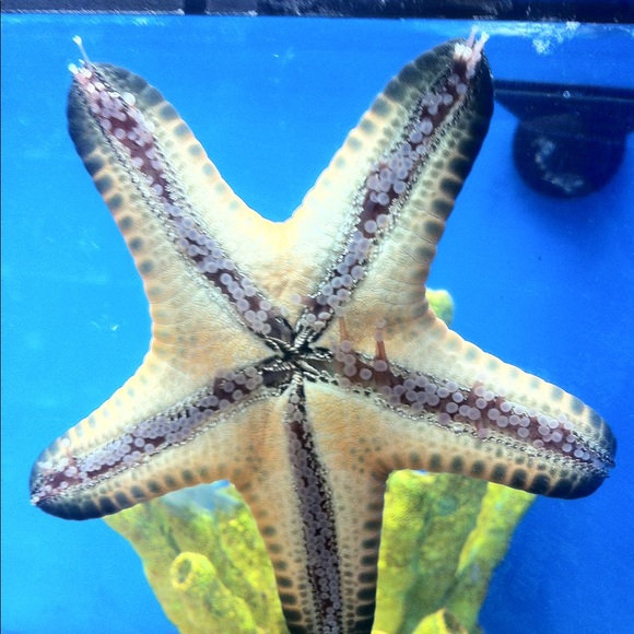 Profile Picture of Fan Zhang (@sellitall123) on Poshmark