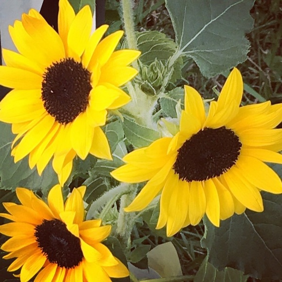 Profile Picture of Ashley Droxler (@bevi811) on Poshmark