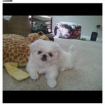 Profile Picture of Stella Harper (@stella_boo_) on Instagram