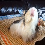 Profile Picture of Nancy 🎀🐽   1yo 👆🏼 (@nancypiggy) on Instagram