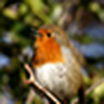 Dave Blackwell - Flickr Profile Picture of Dave Blackwell (@blackwell.dave) on Flickr