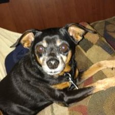 Profile Picture of Robert Brock (@BrockDobie) on Twitter