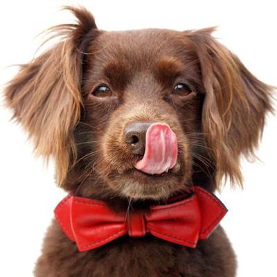 Profile Picture of Ritchison (@awesomederek) on Twitter