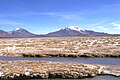 Profile Picture of Pukintika - Wikipediaon Wikipedia