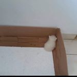 Profile Picture of Tammy Fernandes (@99_sentimentos) on Instagram