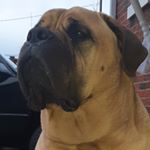 Profile Picture of A Minute with a Mastiff (@rocco_ferrante) on Instagram