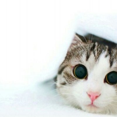 Profile Picture of Adrian Goletić (@AdrianGoletic) on Twitter