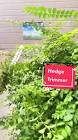 Profile Picture of   Singlehanded hedge... (@goodtrimmer) on Tiktok