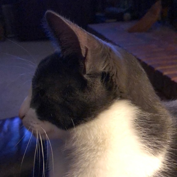 Profile Picture of Carole Wright (@brinkleyboy) on Poshmark