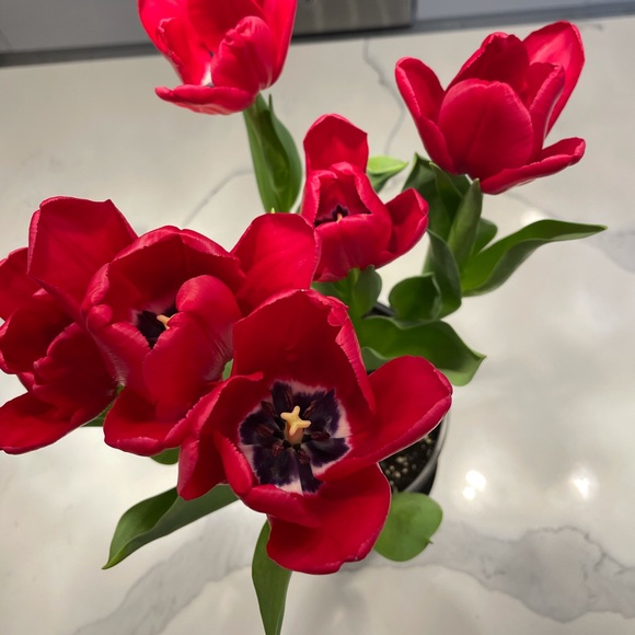 Profile Picture of Pamela Wong (@peewhoa) on Poshmark