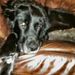 Profile Picture of Laurie Batchelder (@msbilllb) on Pinterest