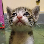 Profile Picture of Chih Liang Chien (@buy4hand) on Flickr