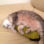 Profile Picture of Christian Girardin (@christiangirardin) on Instagram