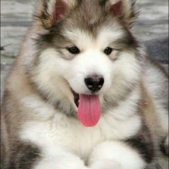 Adam Rakowski - Poshmark Profile Picture of Adam Rakowski (@adyrak) on Poshmark