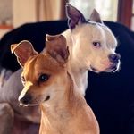 Profile Picture of banana the dog & bailey boy (@missbananathedog) on Instagram