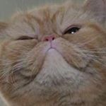 Profile Picture of Mark  Dussenbroek (@markdussenbroek) on Instagram