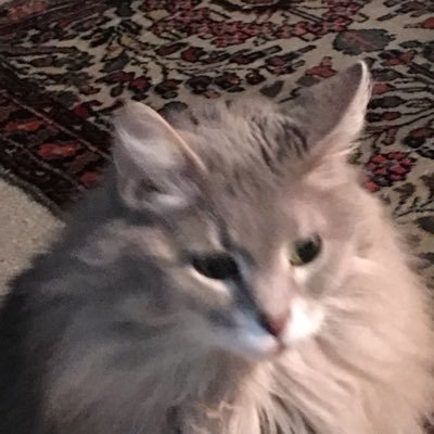 Profile Picture of Nancy Kilgore (@57mouse_nancy) on Twitter