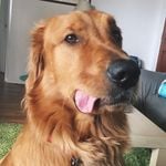 Profile Picture of Rusty (@staygoldenrustyboy) on Instagram