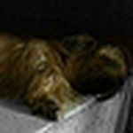 Profile Picture of Suzanne-ong (@suzanne-ong) on Flickr