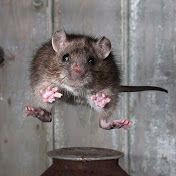 Profile Picture of Jose Chinea (@josechinea875) on Youtube