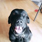 Profile Picture of Alex Schumann (@schumann5739) on Instagram