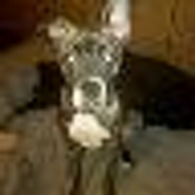 Profile Picture of Chad Lloyd (@pimpslapnurmama) on Twitter