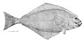 Profile Picture of Halibut - Wikipediaon Wikipedia