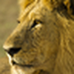 Shaun Stanley - Flickr Profile Picture of Shaun Stanley (@stanley safaris) on Flickr