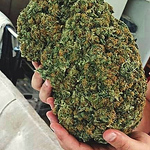 Profile Picture of Tabit Randi (@marijuanasupplier) on Flickr