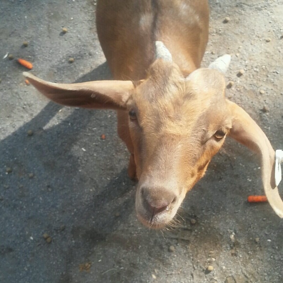 Profile Picture of Samantha Schubert (@okayschubert) on Poshmark