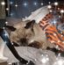 Profile Picture of Tammy Pollack (@tammy.pollack.758) on Facebook