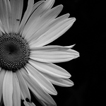 Profile Picture of Alphapiglet_ (@alphapiglet_) on Flickr