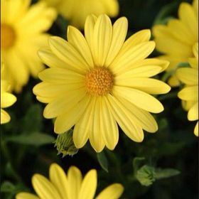 Profile Picture of Lisa Croft (@kenandlisa) on Pinterest