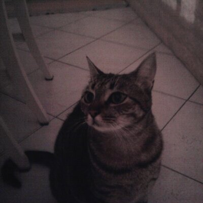 Profile Picture of Roberta Rossi (@robertarossi70) on Twitter