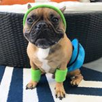 Profile Picture of Thuglas Jones, French Bulldog (@thugthefrenchie) on Instagram
