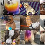 Profile Picture of Kayla S. Wainwright (@groomingbykw) on Instagram