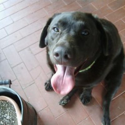 Profile Picture of Kim Dinges (@dinkikat) on Twitter