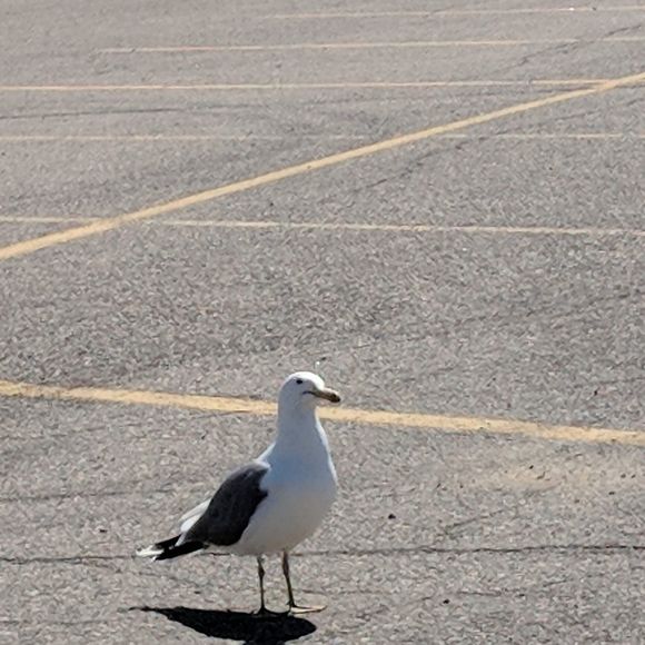 Profile Picture of Benjamin Coulter (@amandas_rules) on Poshmark