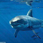 Profile Picture of Michael Abeijon-Bujan (@enzomike13) on Instagram