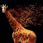 Profile Picture of Nancy (@nemecaki) on Instagram