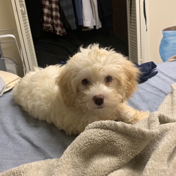 Profile Picture of Kali Tognotti (@ktpink2) on Poshmark