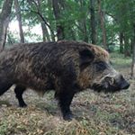 Profile Picture of Alex Pradas (@pradastaxidermia) on Instagram