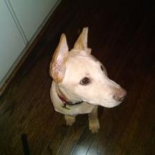 Profile Picture of Chris Mastro (@topher544) on Twitter