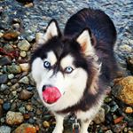 Profile Picture of 🙋‍♂️ Craig Gagnon (@sierras_gram) on Instagram